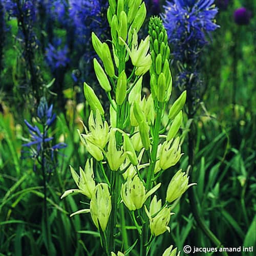 Camassia leichtlinii 'Alba'