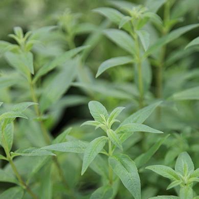 Aloysia citrodora (Lemon Verbena)