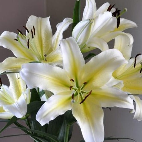 Lilium 'Belcastro'