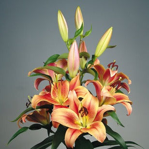 Lilium 'Montego Bay'