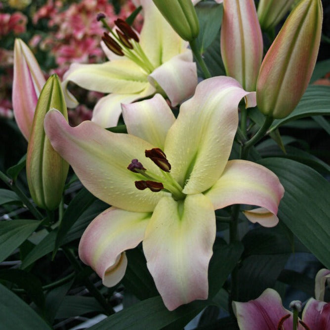 lily pretty woman flower Lilium 'Pretty Woman' Bulbs