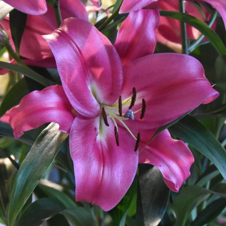 Lilium 'Robina'