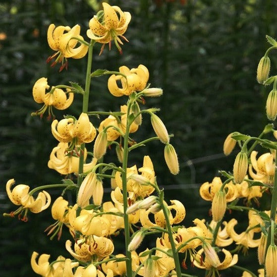 Lilium martagon 'Golden Morning'