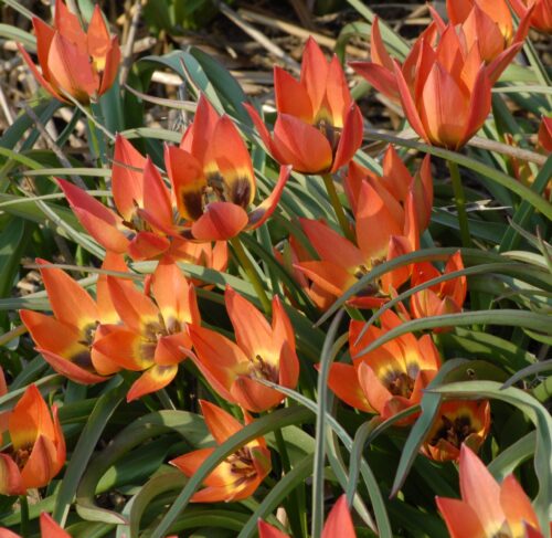 Tulip 'Little Princess'