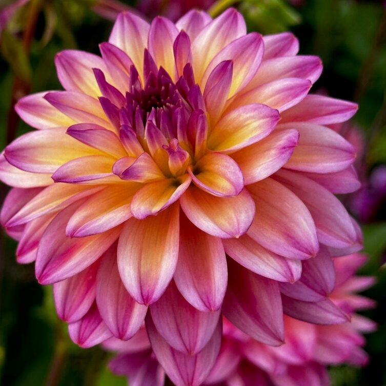 Dahlia 'Loe'