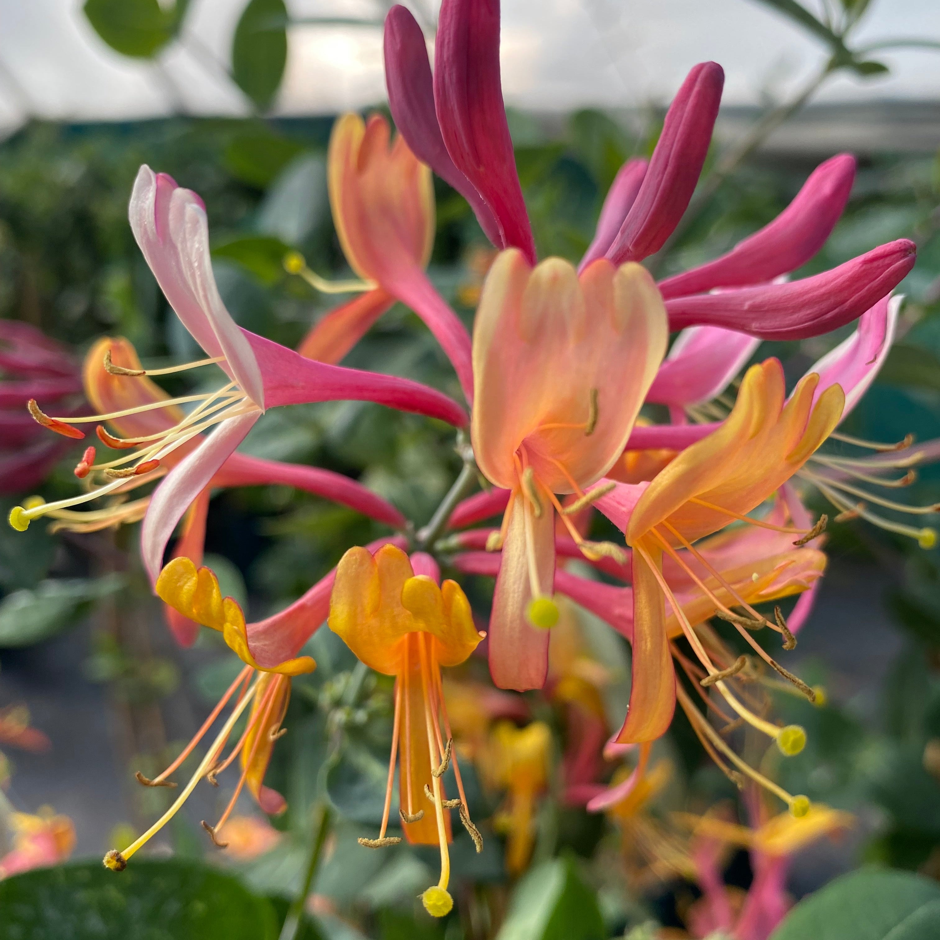 Lonicera 'American Beauty'
