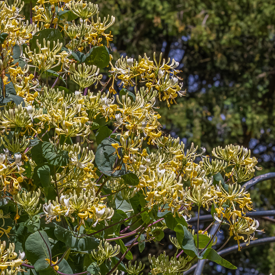 LoniceraCreamCascade_2 yellow tree flowers