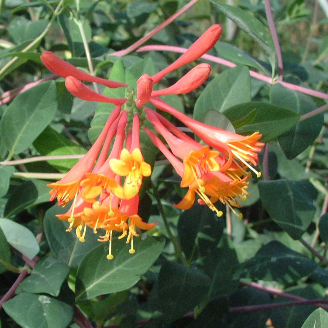 Lonicera brownii 'Dropmore Scarlet'