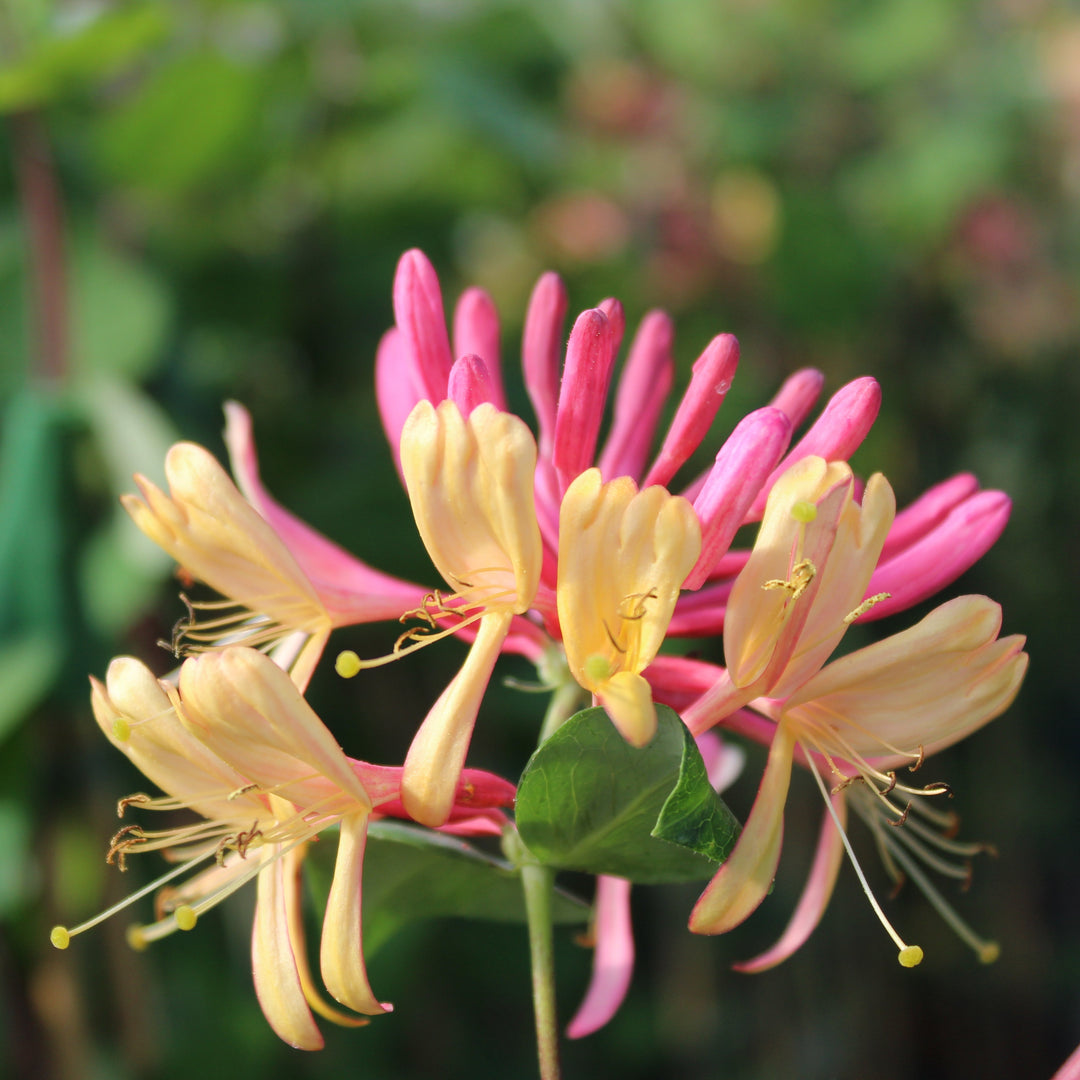 Lonicera heckrotii 'Gold Flame'