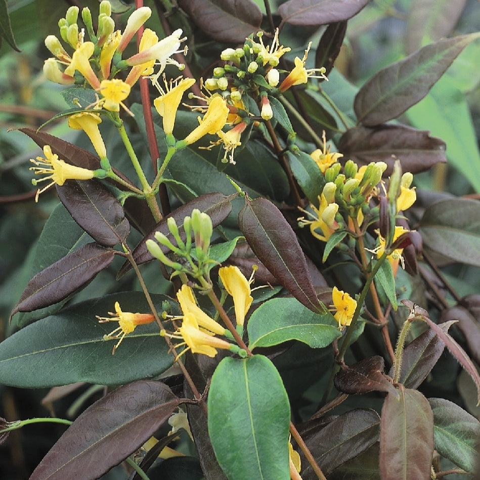 LonicerahenryiCopperBeauty_1 yellow flowers on green leaves