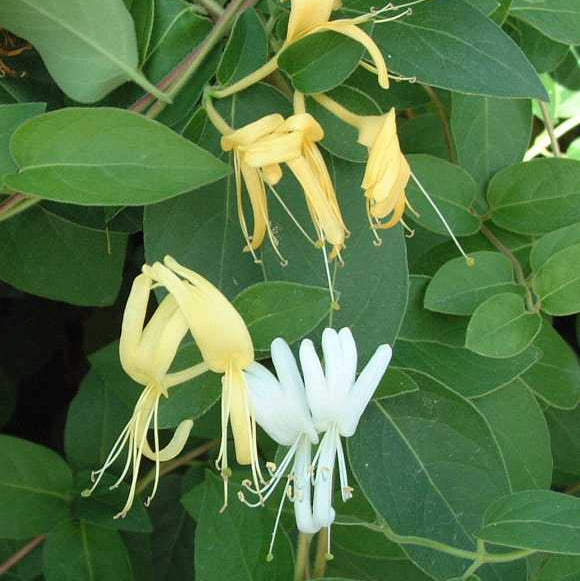 Lonicera japonica 'Halls Prolific'