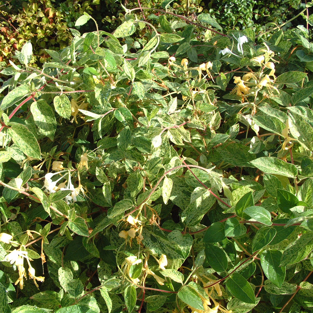 Lonicera japonica 'Mint Crisp'
