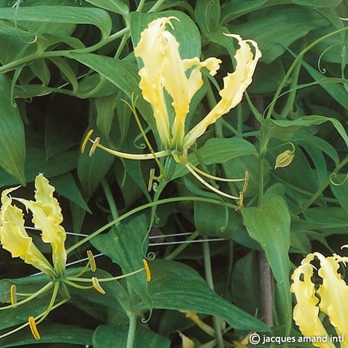 Gloriosa superba 'Lutea'
