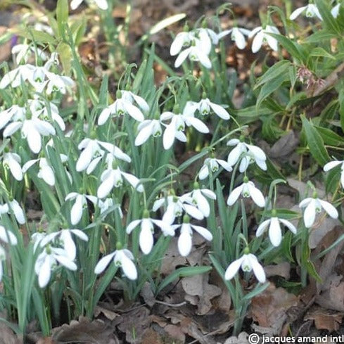 Galanthus 'Magnet'