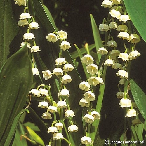 Convallaria majalis