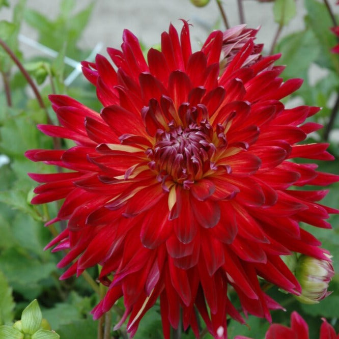 Dahlia 'Manhattan Island'
