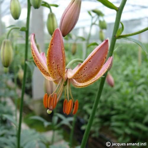 Lilium martagon 'Fairy Morning'