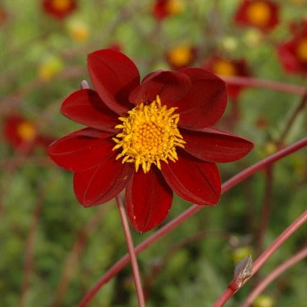 Dahlia 'Mexican Star'