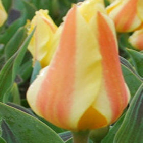 Tulip 'Miskodeed' Bulbs