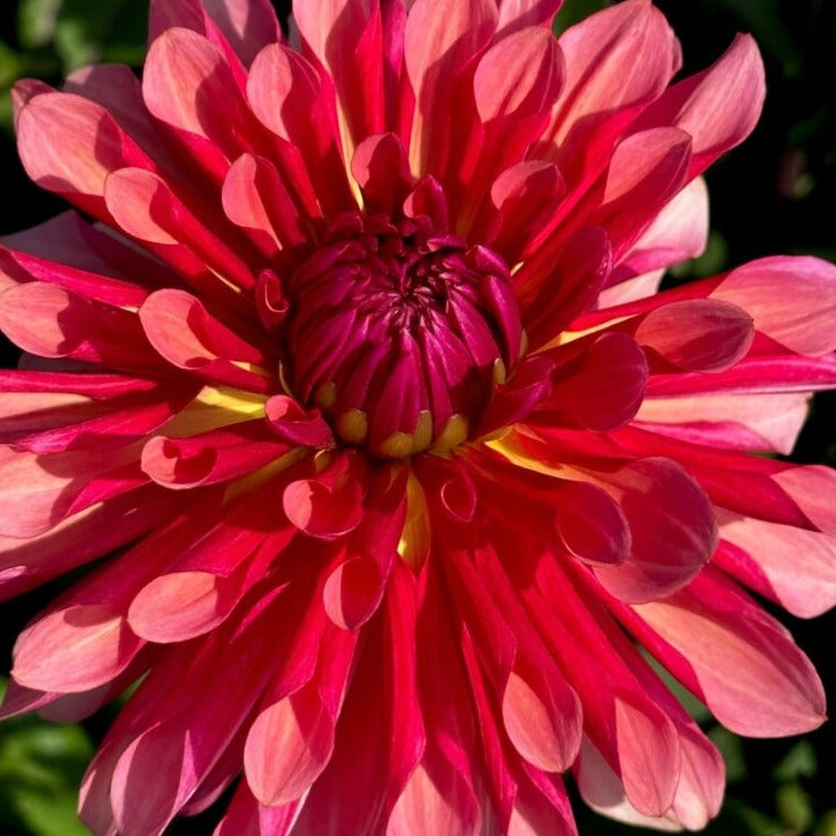 Dahlia 'Missis Dutch'