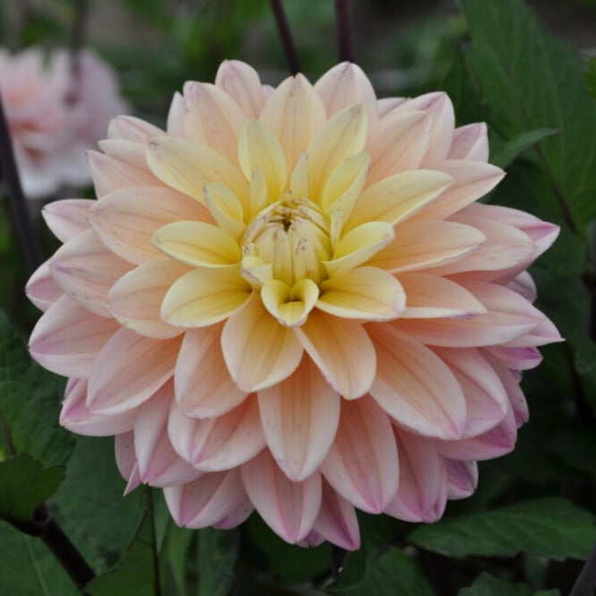 Dahlia 'Mondriaan'