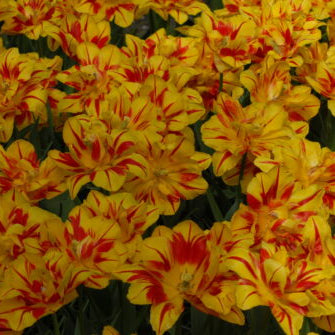 Tulip 'Monsella'