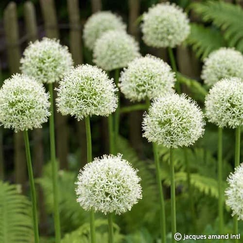Allium 'Mont Blanc'