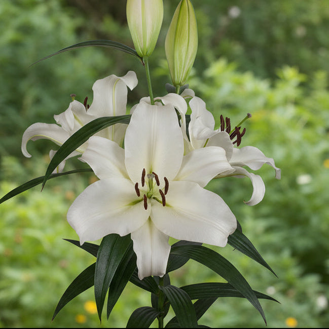 giant white lily bulbs Lilium 'Monte Bianco' Bulbs
