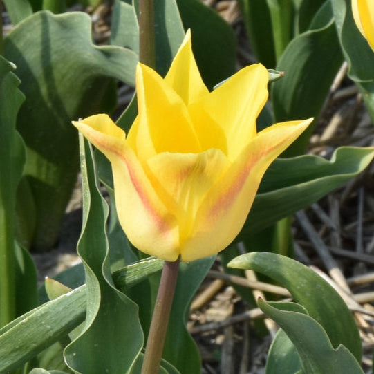 Tulip 'Moonblush' Bulbs