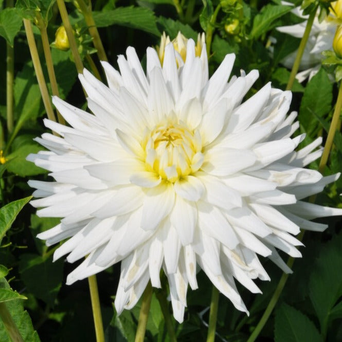 Dahlia 'My Love' Tubers