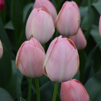 Tulip 'Mystic Van Eijk'