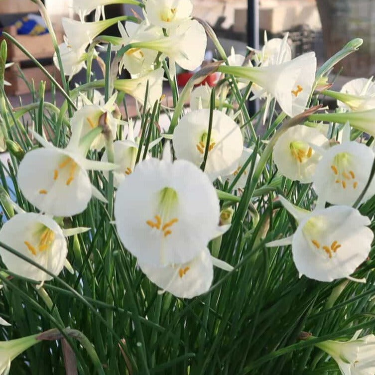 Narcissus 'Arctic Bells'