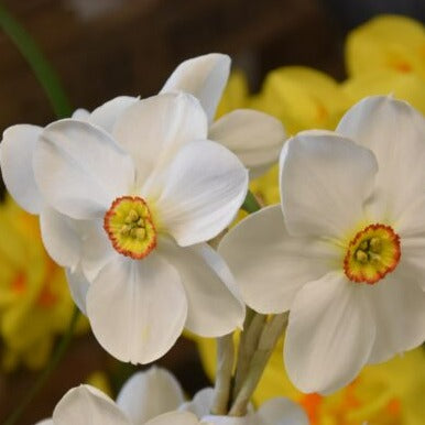 Narcissus 'Actaea'