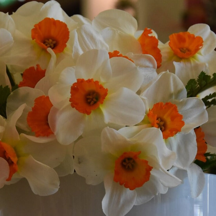 Narcissus 'Barret Browning'
