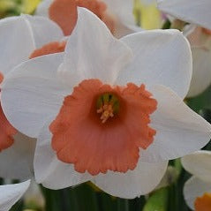 Narcissus 'Chromacolor'