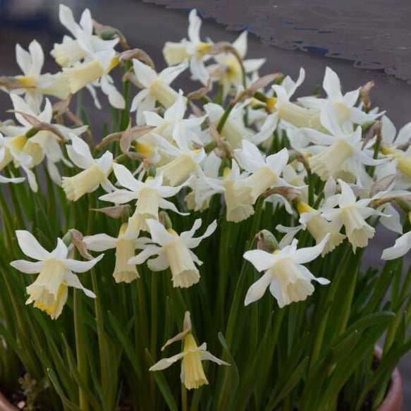 Narcissus 'Elka'