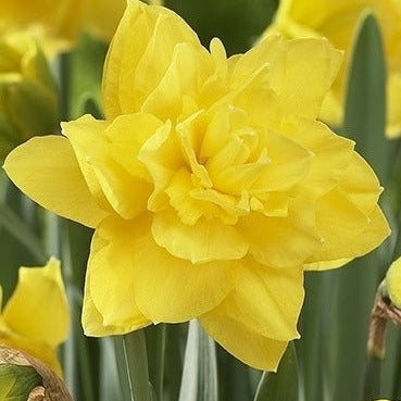 Narcissus 'Golden Ducat'