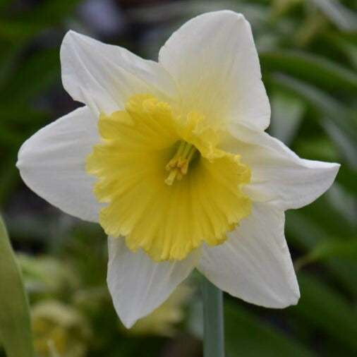 Narcissus 'Ice Follies'