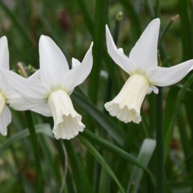 Narcissus 'Jenny'