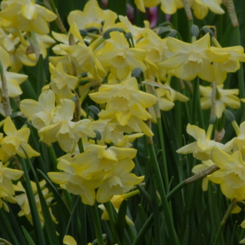 Narcissus 'Pipit'