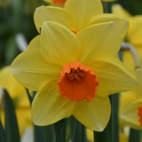 Narcissus 'Fortune'