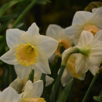 Narcissus 'Salome'