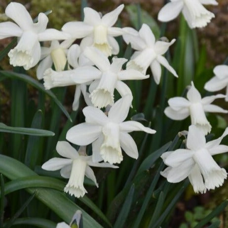 Narcissus 'Snow Baby'