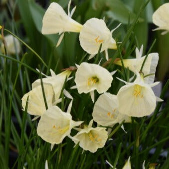 Narcissus 'Spoirot'