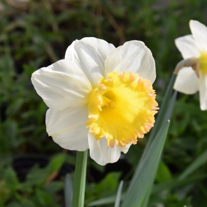 Narcissus 'Sugar Dipped'