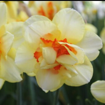 Narcissus 'Tahiti'