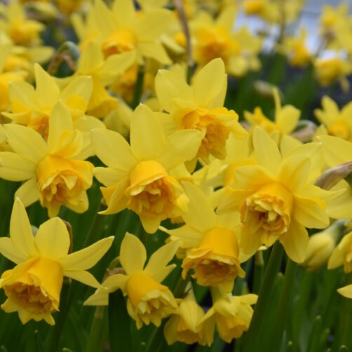 Narcissus 'Tete Rosette'