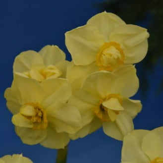 Narcissus 'Yellow Cheerfulness'