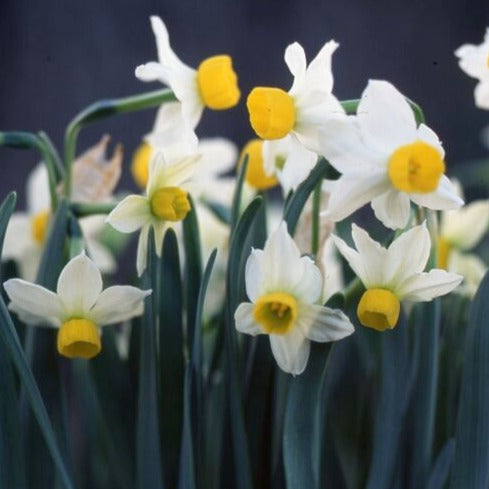 Narcissus canaliculatus
