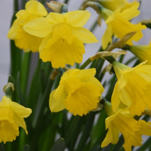 Narcissus obvallaris
